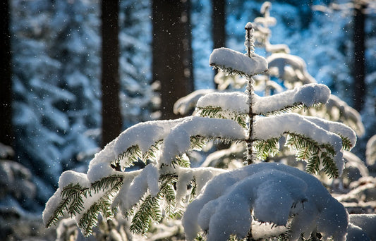 Le Sapin Baumier: Roi des Forêts au Québec