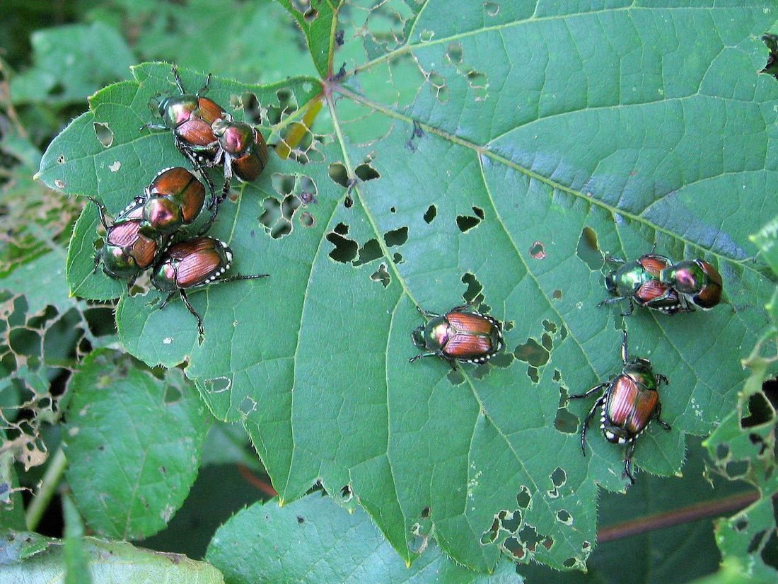 Alerte! J'ai des scarabées japonais dans mes arbres!