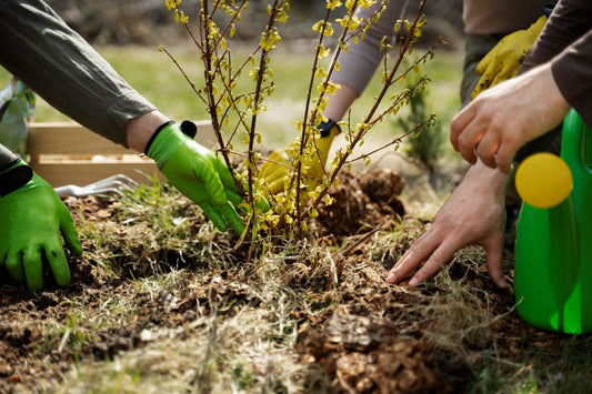 Planter une haie au Québec : distance de plantation, arrosage et entretien