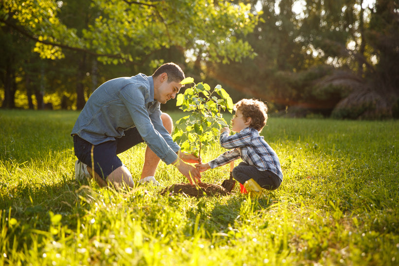 Compenser les gaz à effet de serre en plantant des arbres !