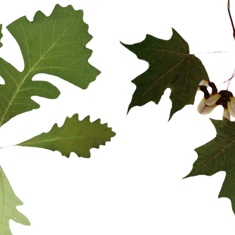 Deciduous trees of Quebec and Eastern Canada