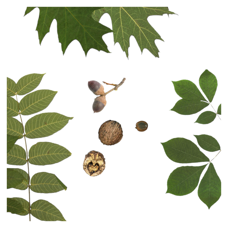 Nut trees and shrubs