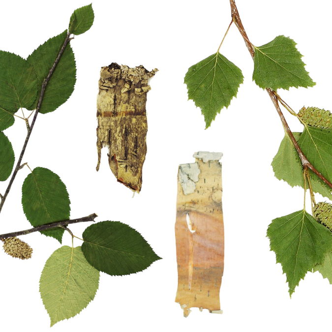 Birch Trees