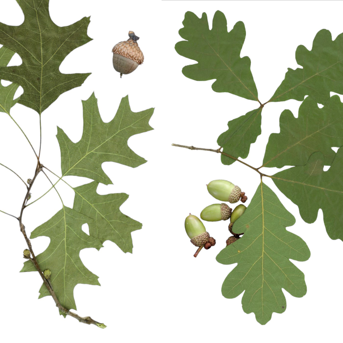 Oak Trees