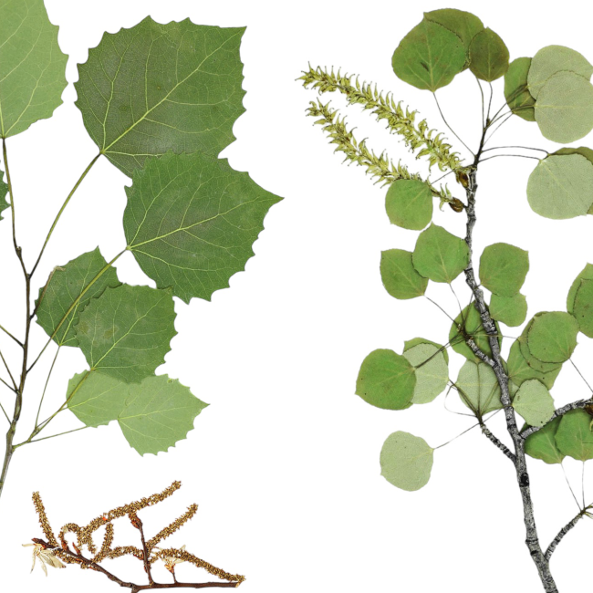 Aspen and Poplar Trees
