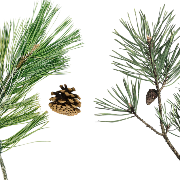Pines