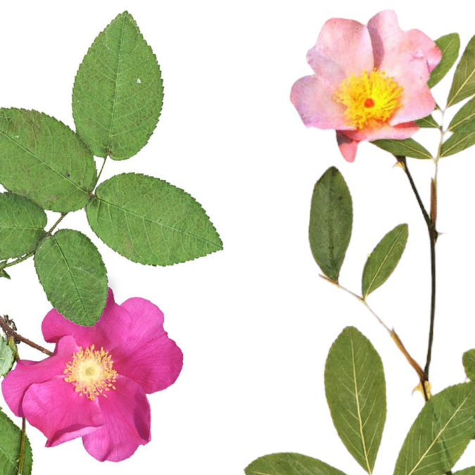 Hardy Shrub Roses