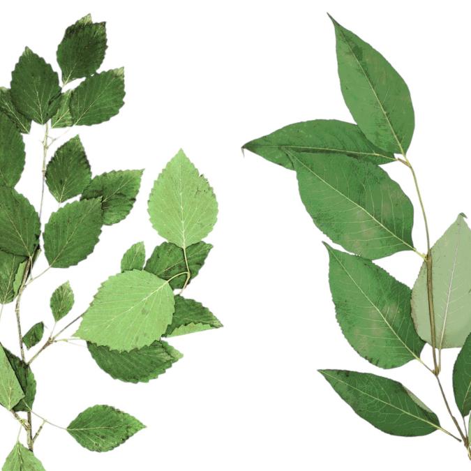 Viburnums