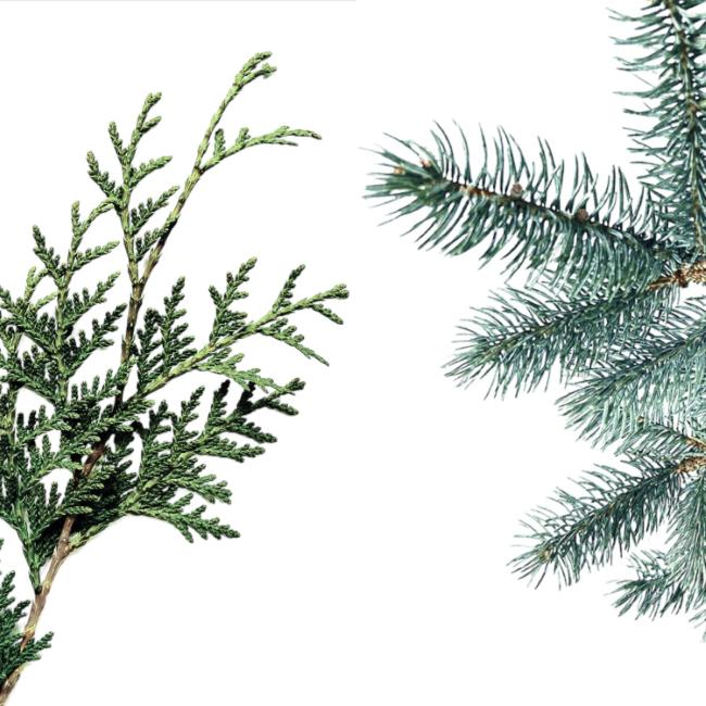 Conifers of Quebec and Eastern Canada
