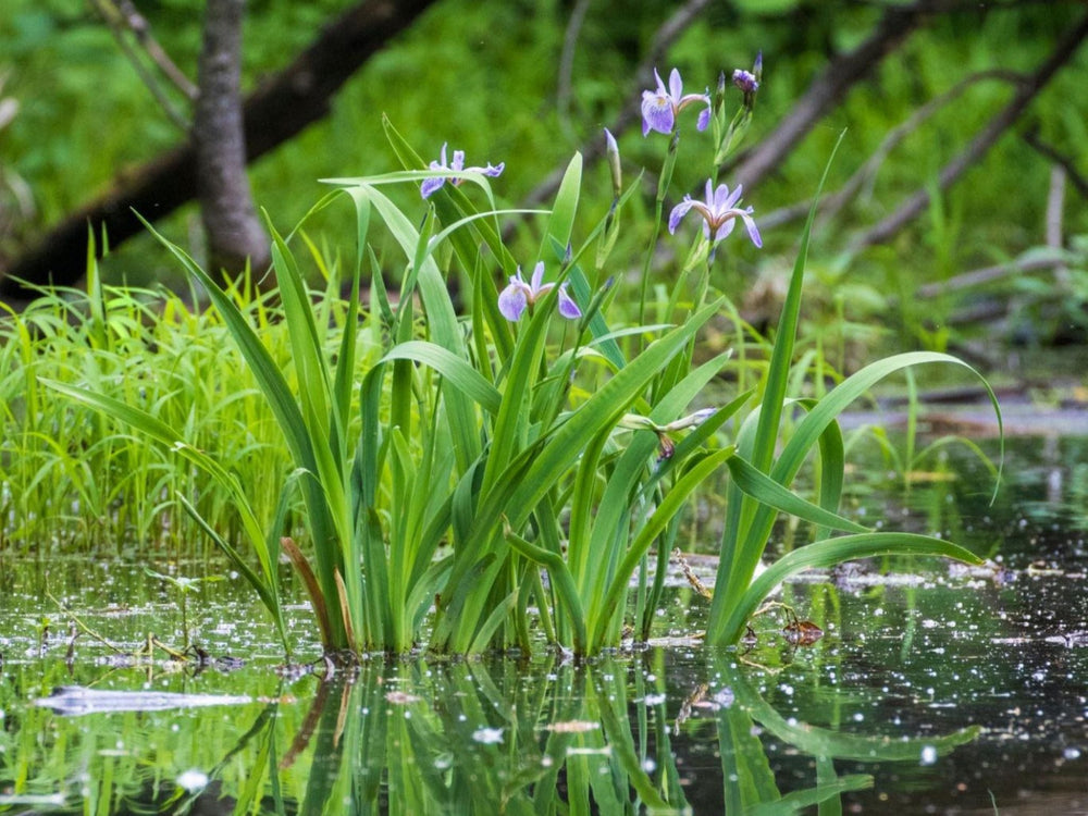 Wetland Plants