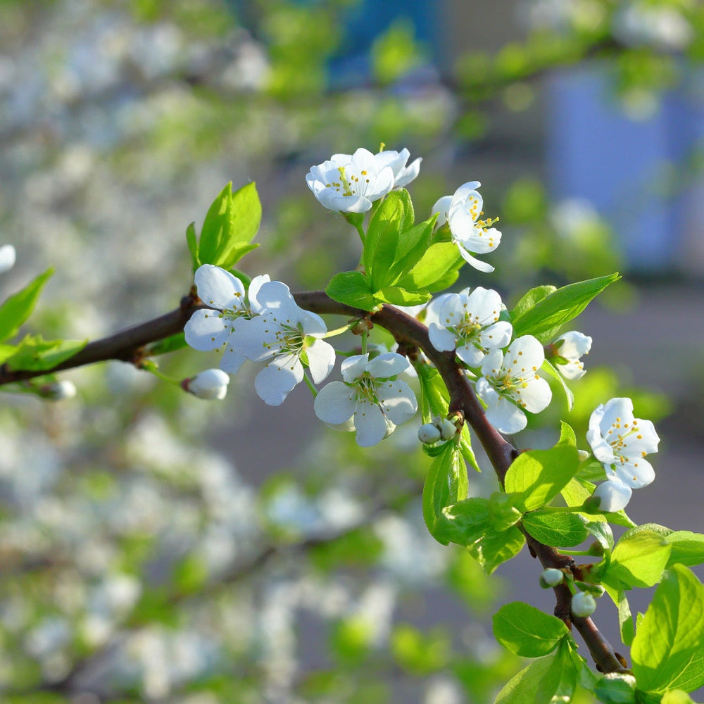 Spring Favourites: Trees, Shrubs and Perennials