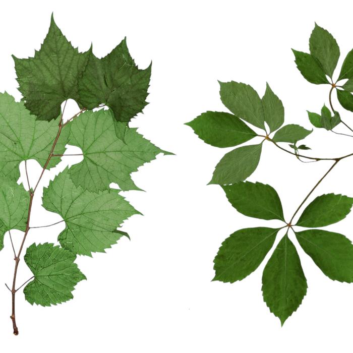 Climbing plants of Quebec and Eastern Canada