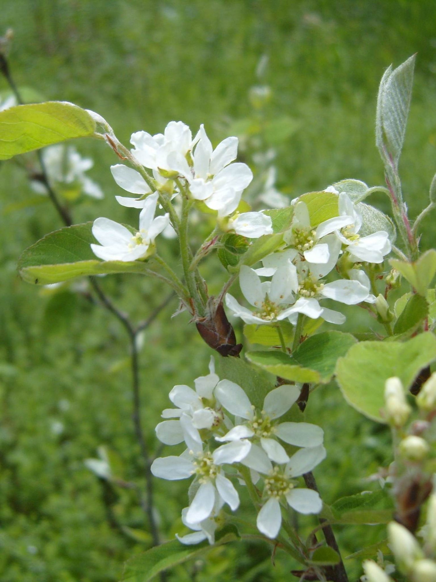 Fleurs d'amelanchier en epis (Amelanchier spicata)