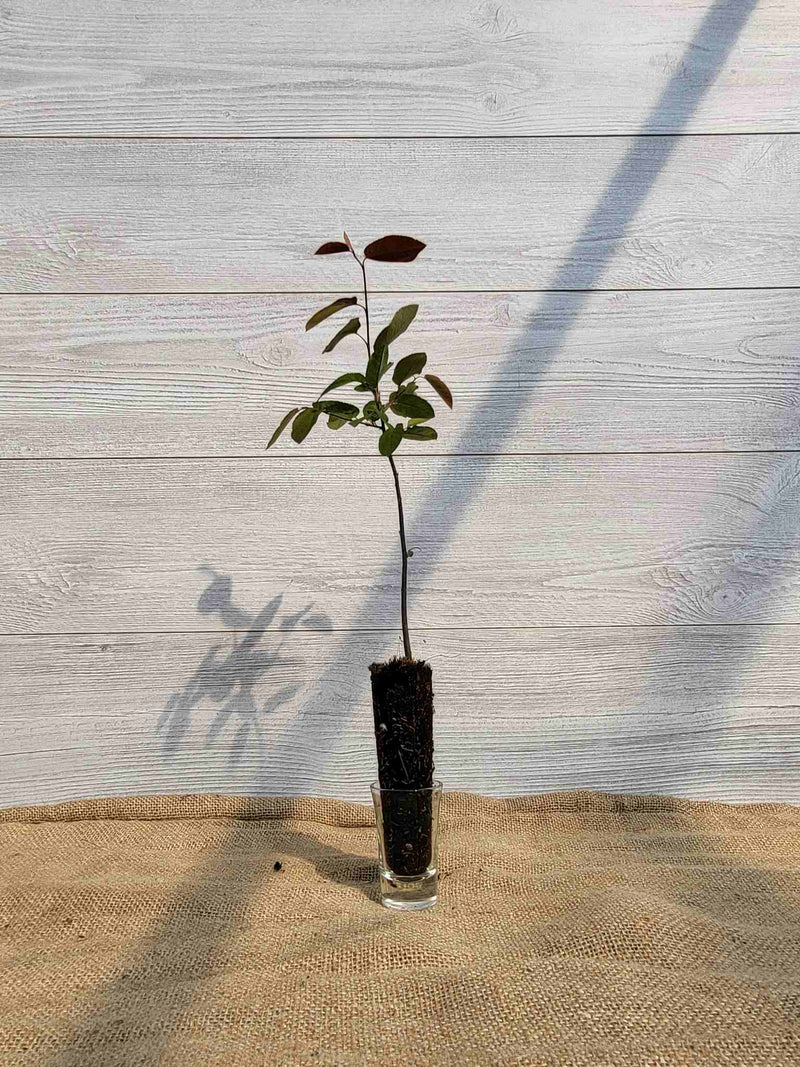 Amelanchier en epis (Amelanchier spicata)