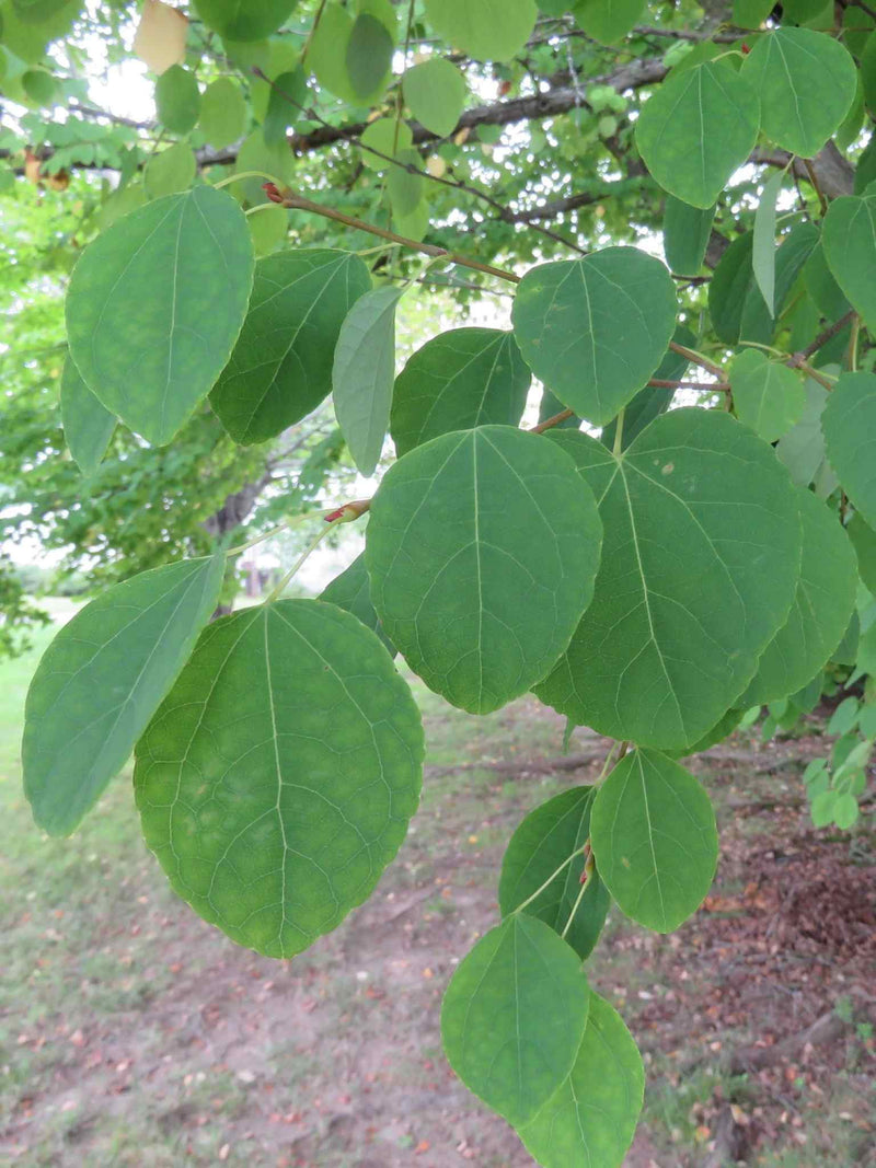 Arbre de Katsura (Cercidiphyllum japonicum)