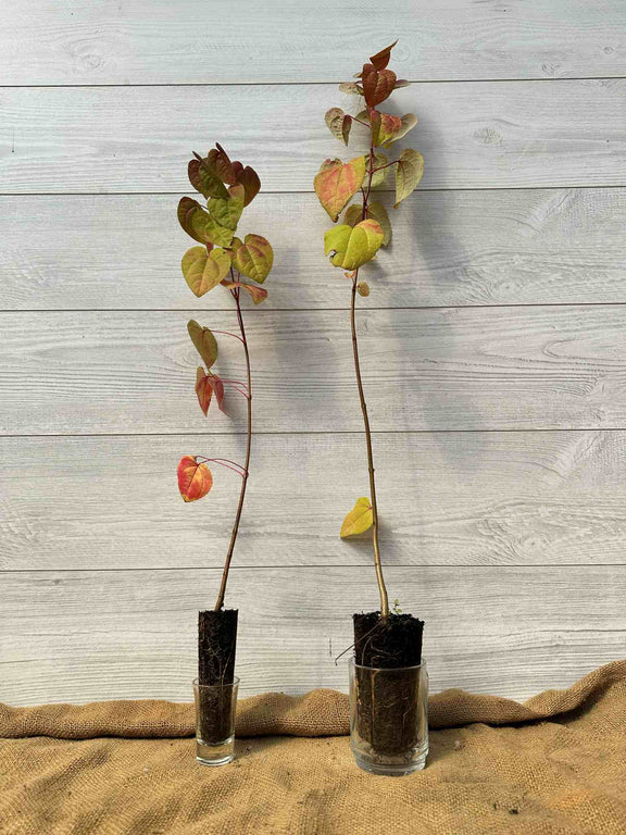 Arbre de Katsura (Cercidiphyllum japonicum) - Plants