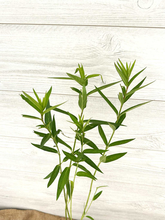 Asclépiade incarnate ou Asclepias incarnata feuillage