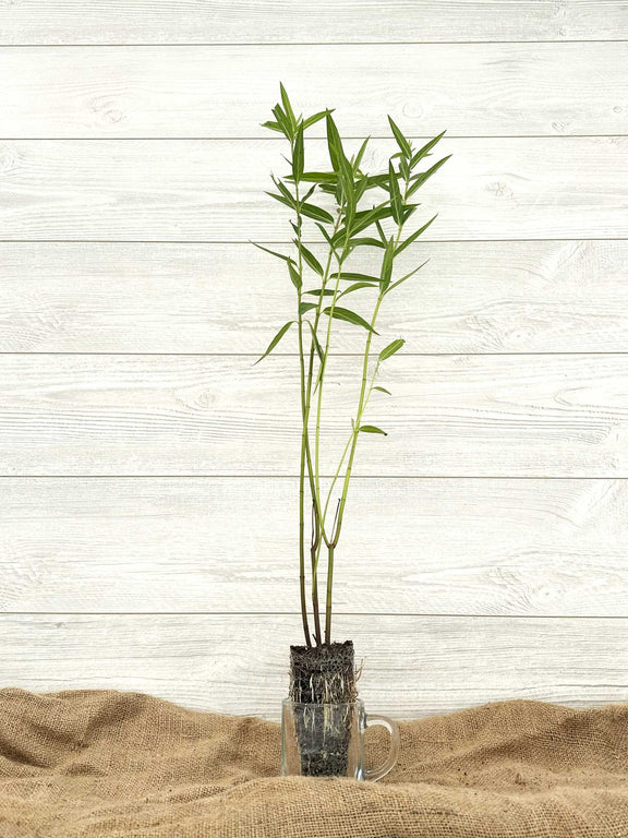 Asclépiade incarnate ou Asclepias incarnata