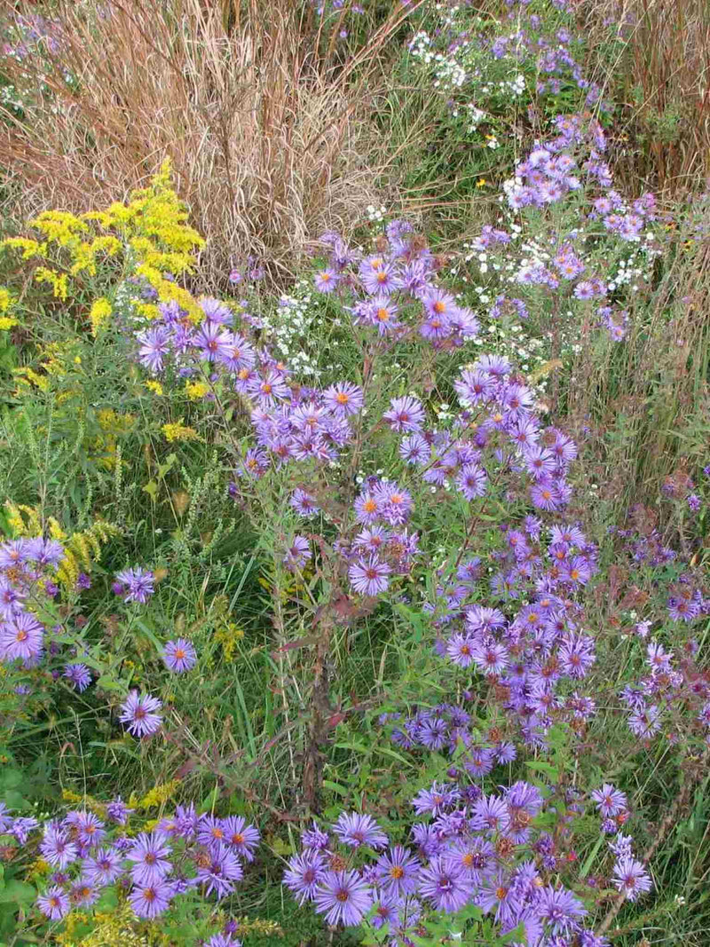 Fleur d'Aster de la Nouvelle-Angleterre (Symphyotrichum novae-angliae)