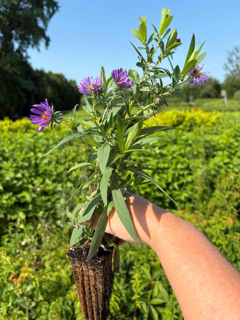Aster de la Nouvelle-Angleterre en production