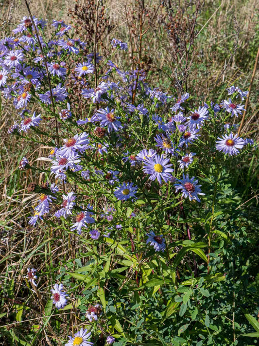 Aster lisse dans un champ (Symphyotrichum laeve)