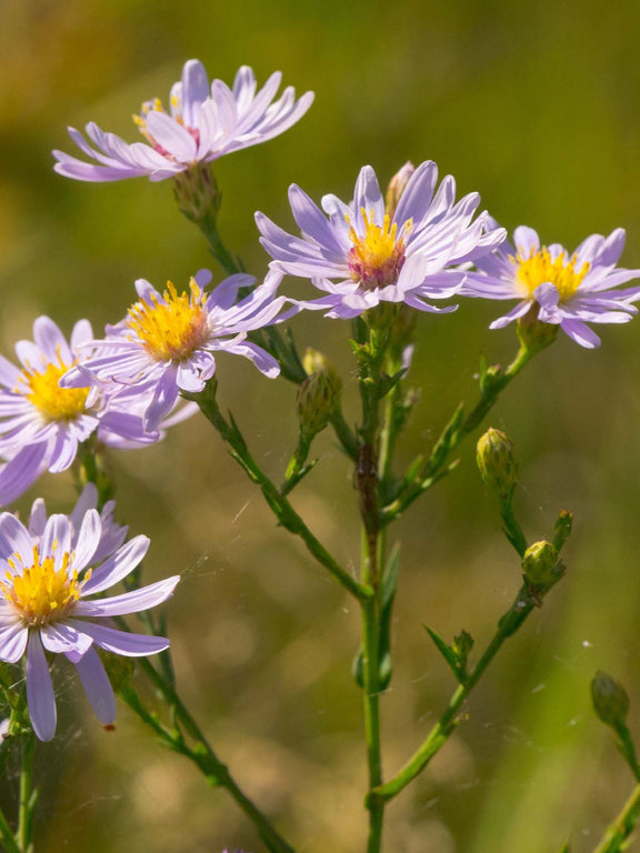 Fleurs d'Aster lisse (Symphyotrichum laeve)