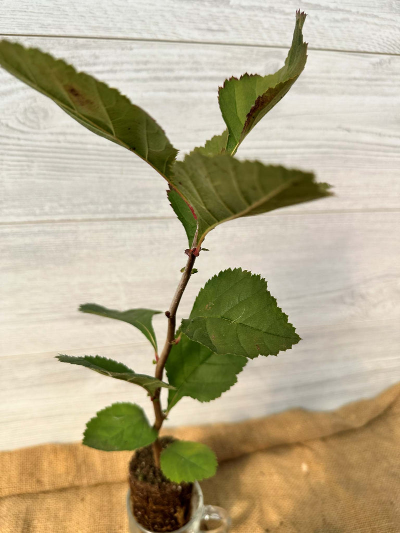 Feuilles d Aubepine duveteuse (Crataegus mollis)
