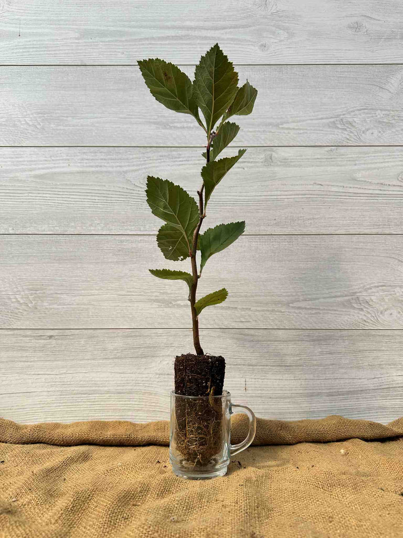 Plant d Aubepine duveteuse (Crataegus mollis)