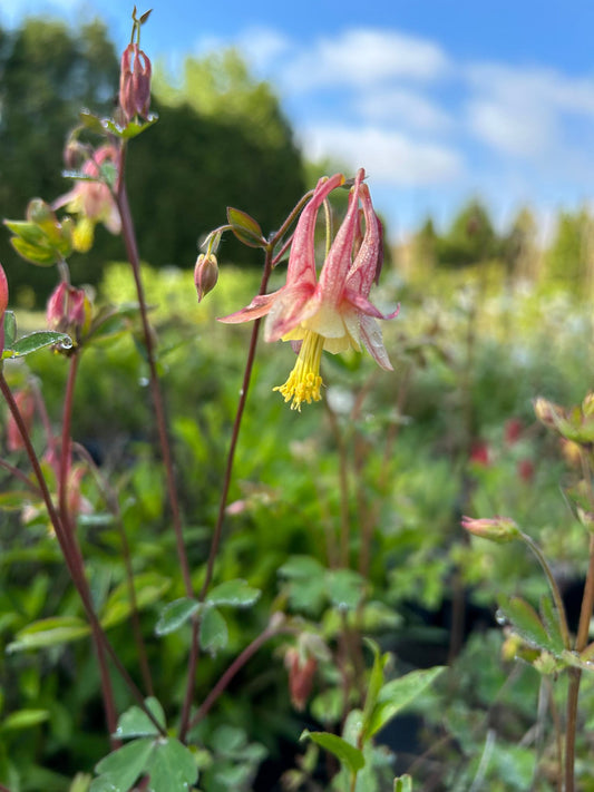 Fleurs Ancolie du Canada