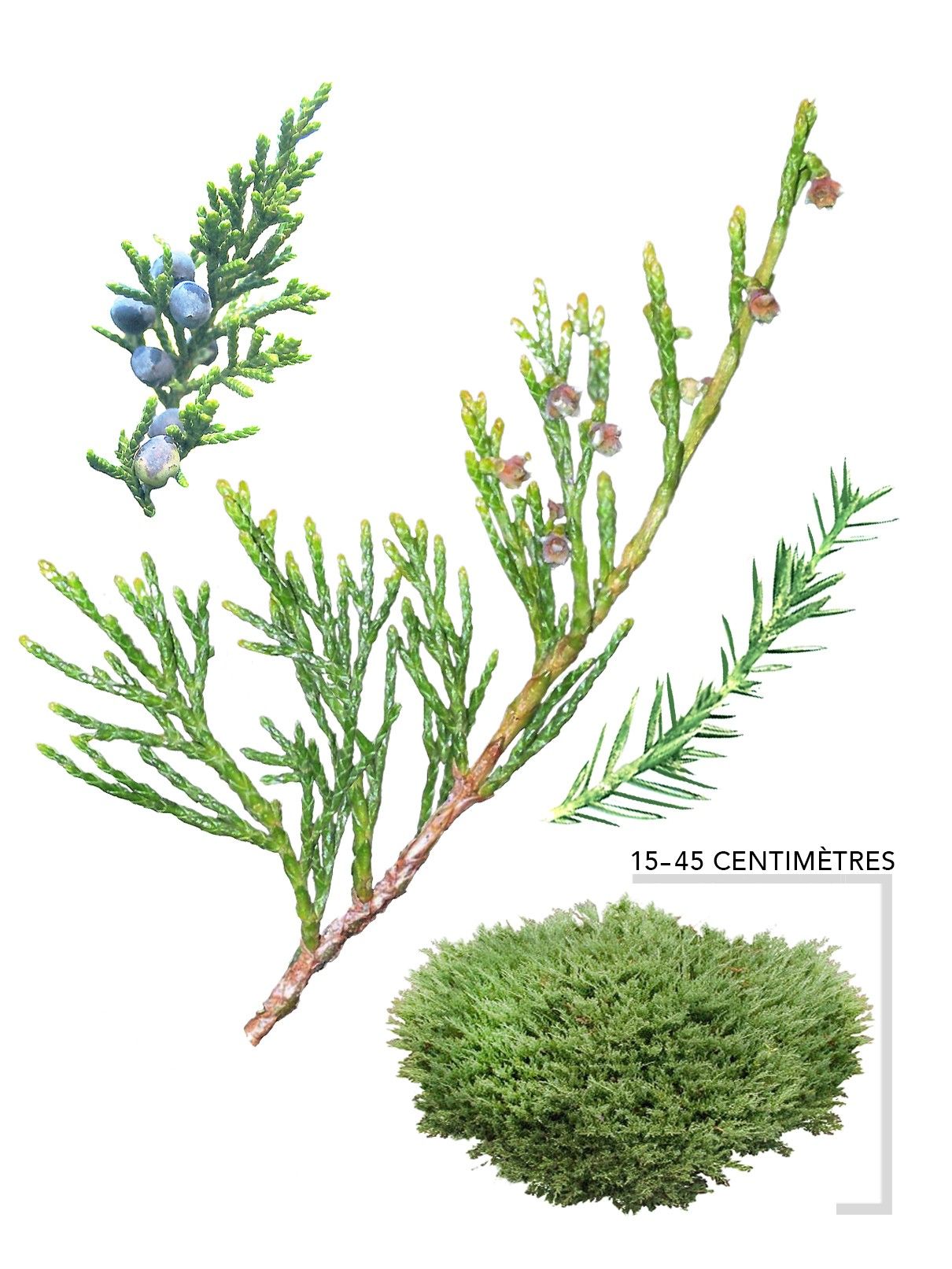 Illustration Arbre Genévrier horizontal