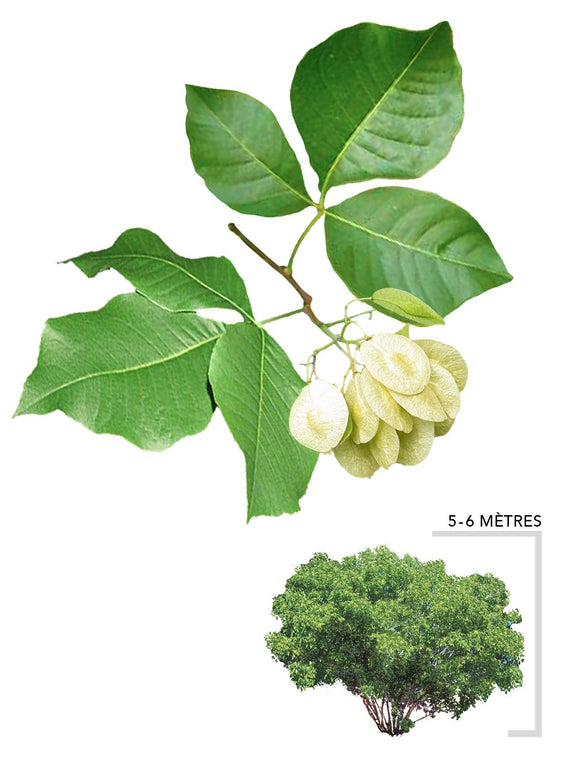 Illustration Arbre Orme de Samarie