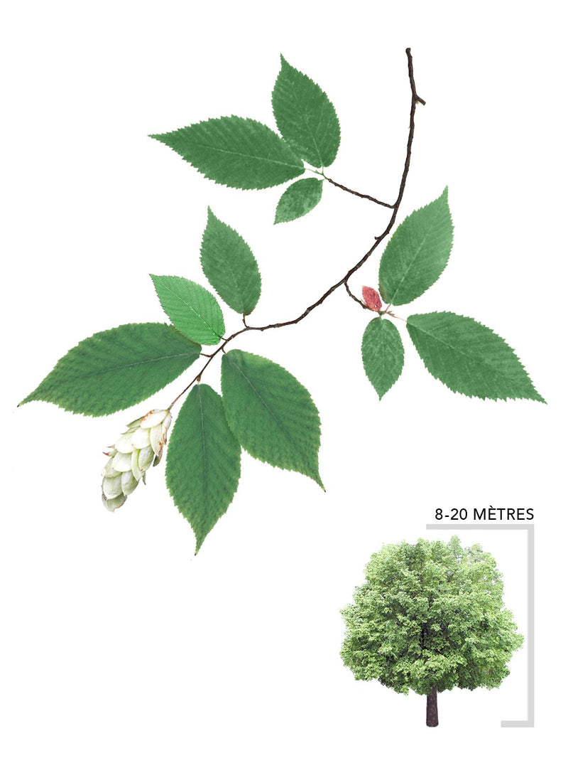 Illustration Arbre Ostryer de Virginie