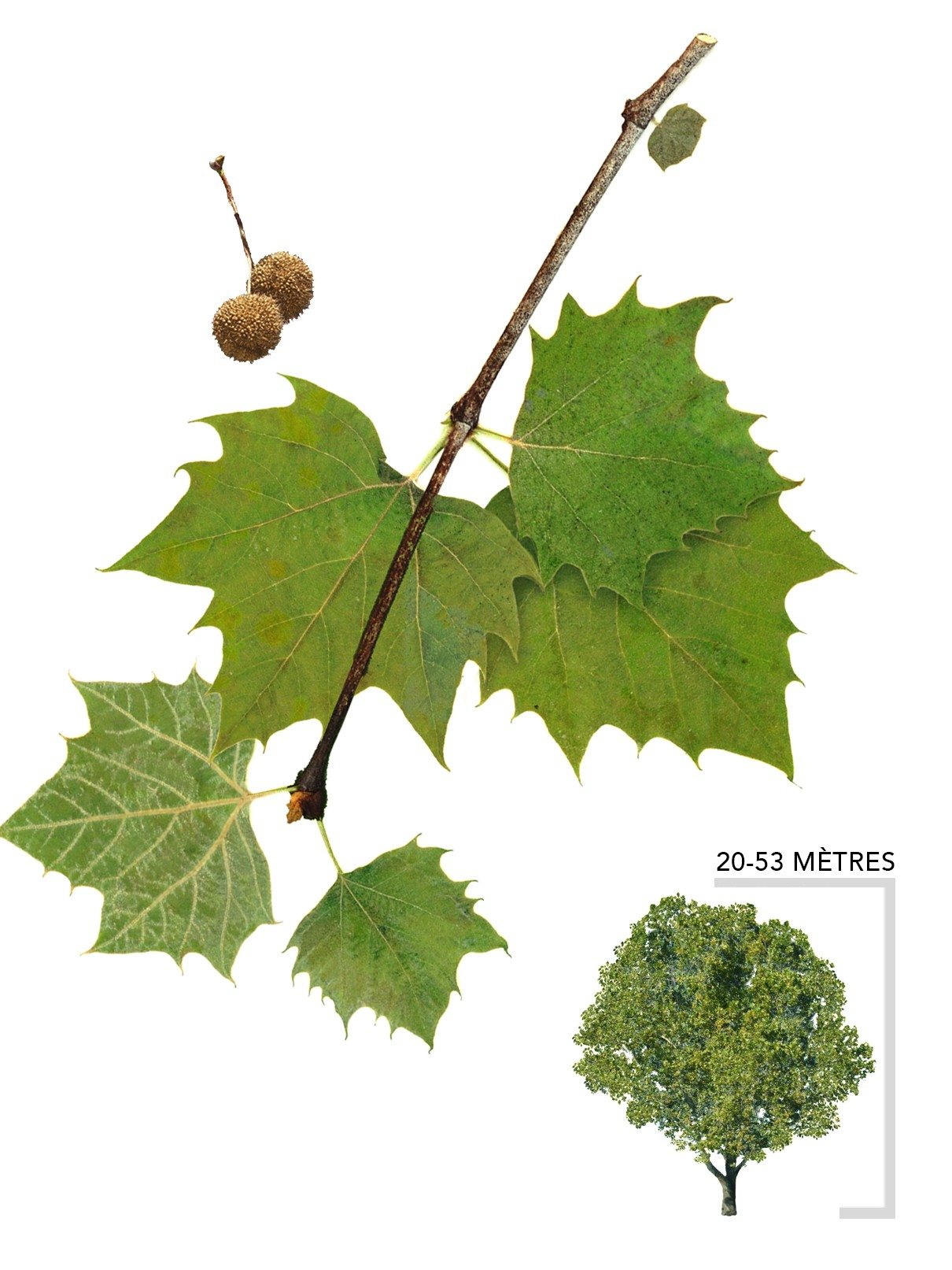 Illustration Arbre Platane occidental