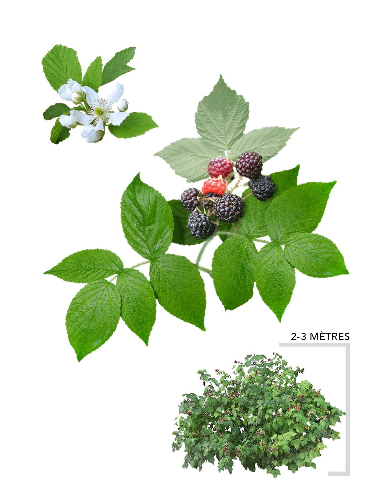 Illustration plant arbuste Framboisier noir