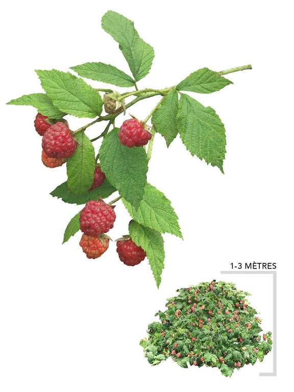 Illustration plant d'arbuste de framboisier sauvage