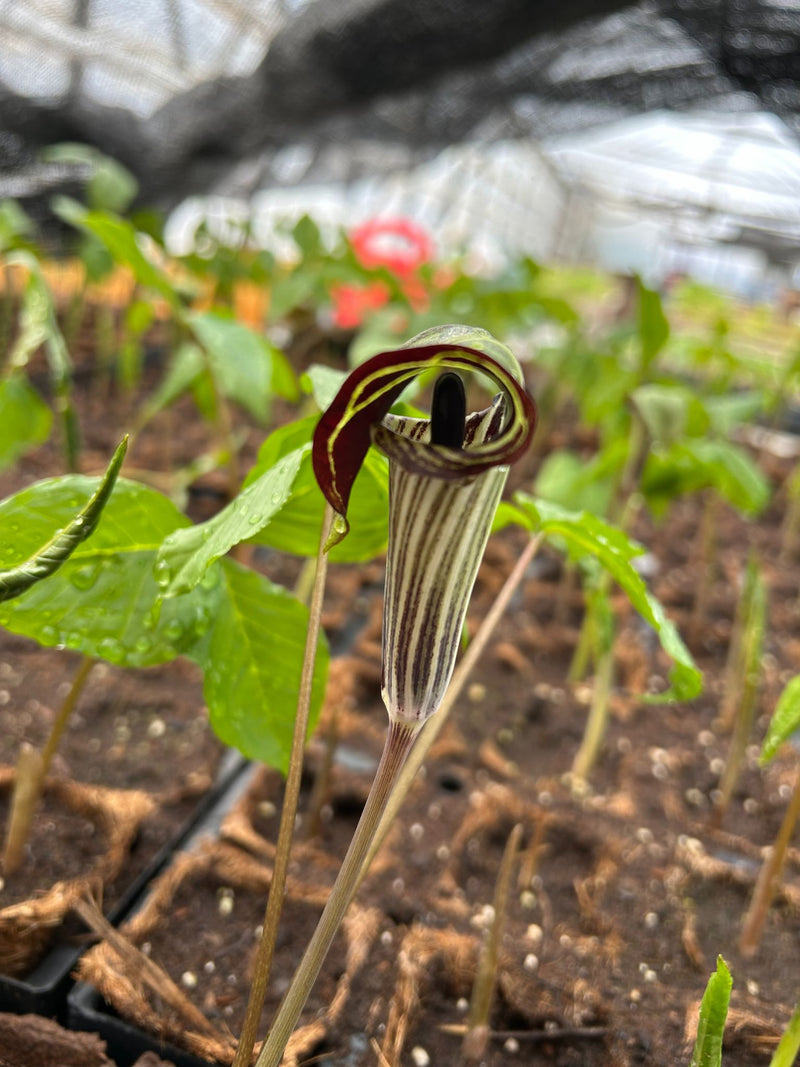 Plant Arisème petite prêcheur