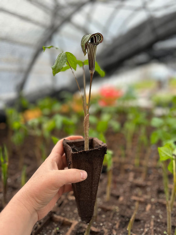 Jeune plant d'Arisème petit prêcheur