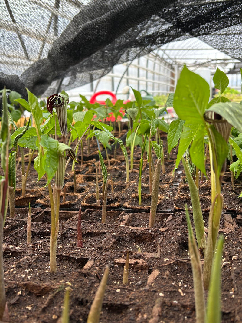 Plants d'Arisème petit prêcheur en serre