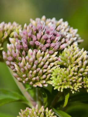 Asclépiade incarnate ou Asclepias incarnata fleurs