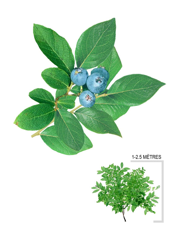 Illustration de bleuet en corymbe (Vaccinium corymbosum)