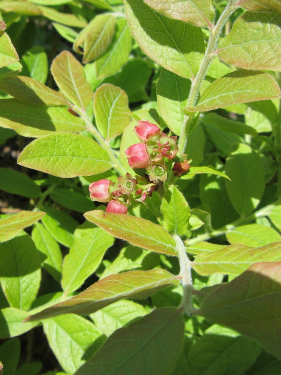 Fleurs de Bleuet fausse-myrtille (Vaccinium myrtilloides)