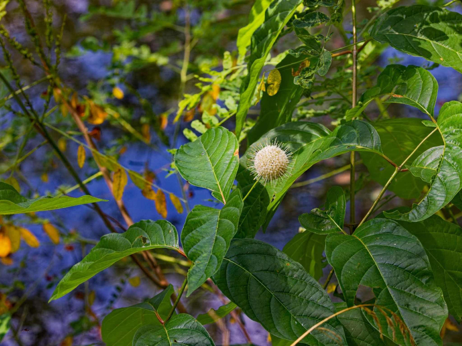 Bois bouton (Cephalanthus occidentalis)