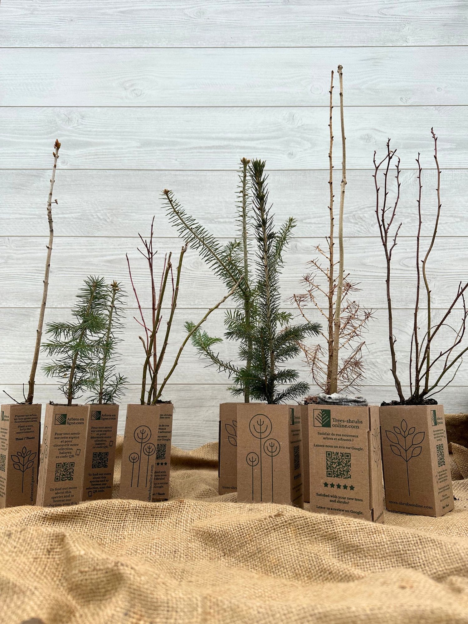 Boîtes cadeaux avec des végétaux