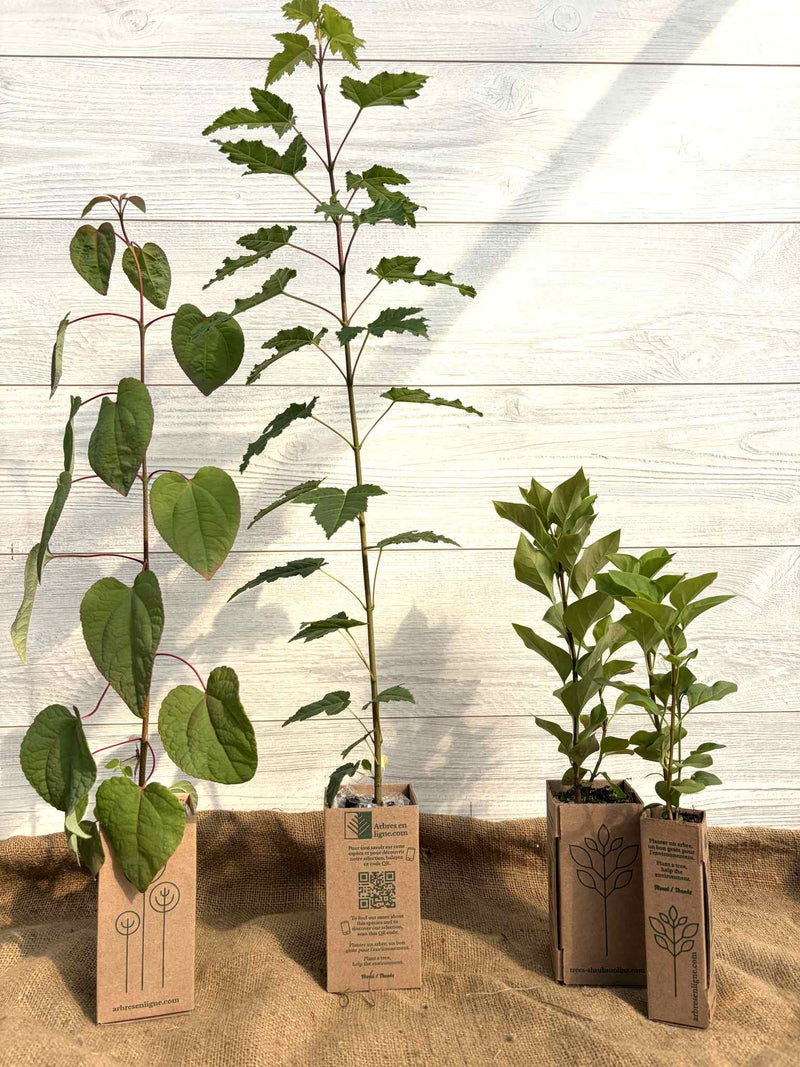 Gift Boxes for Plant Gifts – Eco-Friendly Event Packaging