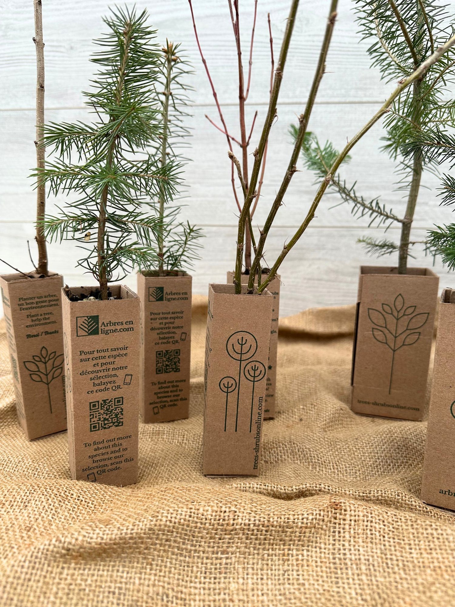 Jolie boites cadeaux avec arbres à offrir