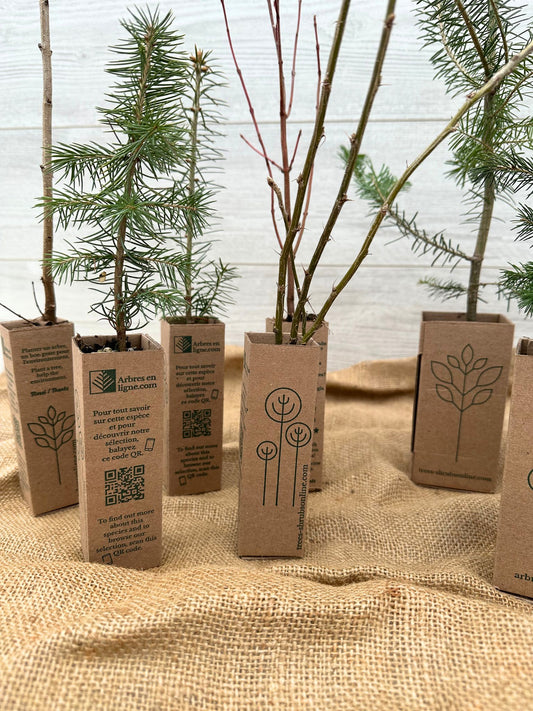 Jolie boites cadeaux avec arbres à offrir