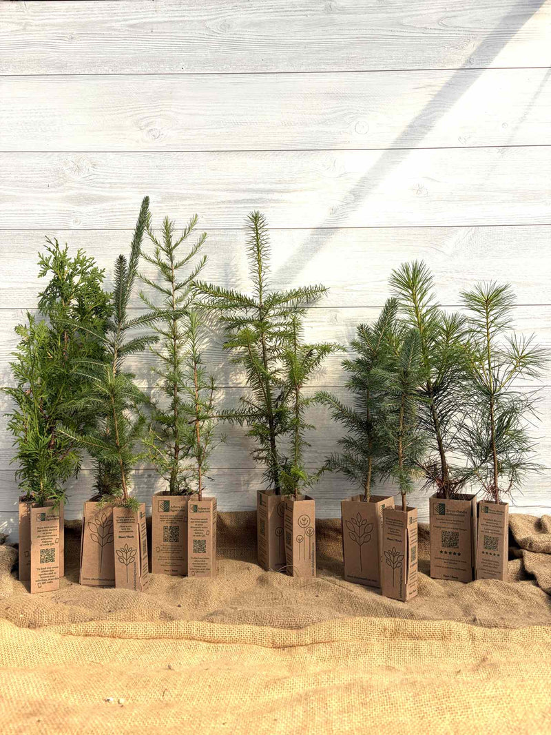 Gift Boxes for Plant Gifts – Eco-Friendly Event Packaging