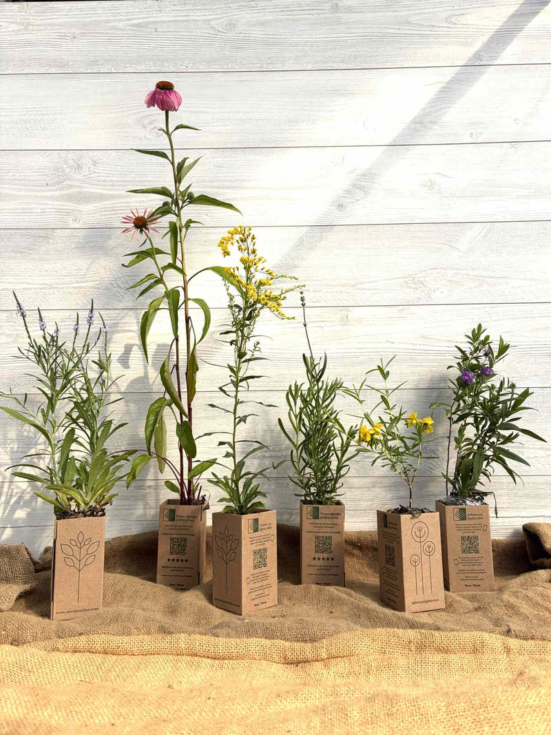 Gift Boxes for Plant Gifts – Eco-Friendly Event Packaging