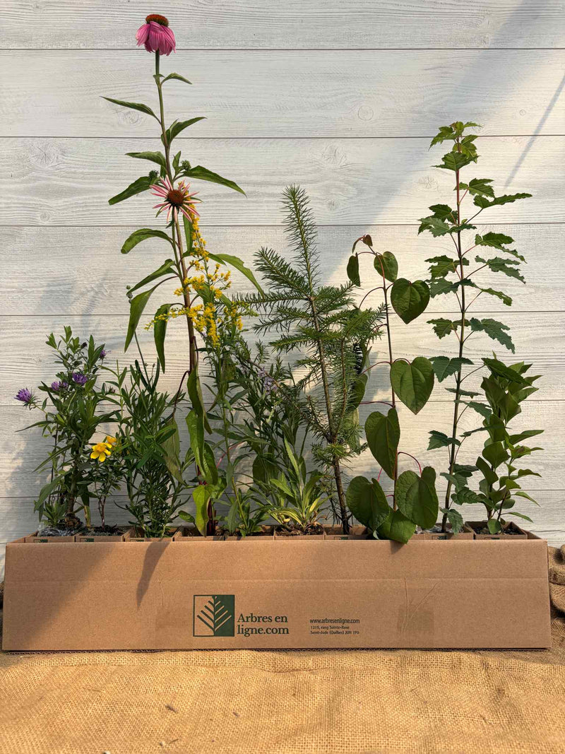 Gift Boxes for Plant Gifts – Eco-Friendly Event Packaging