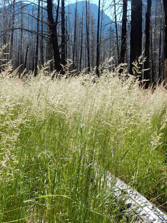 Calamagrostide du Canada (Calamagrostis canadensis)